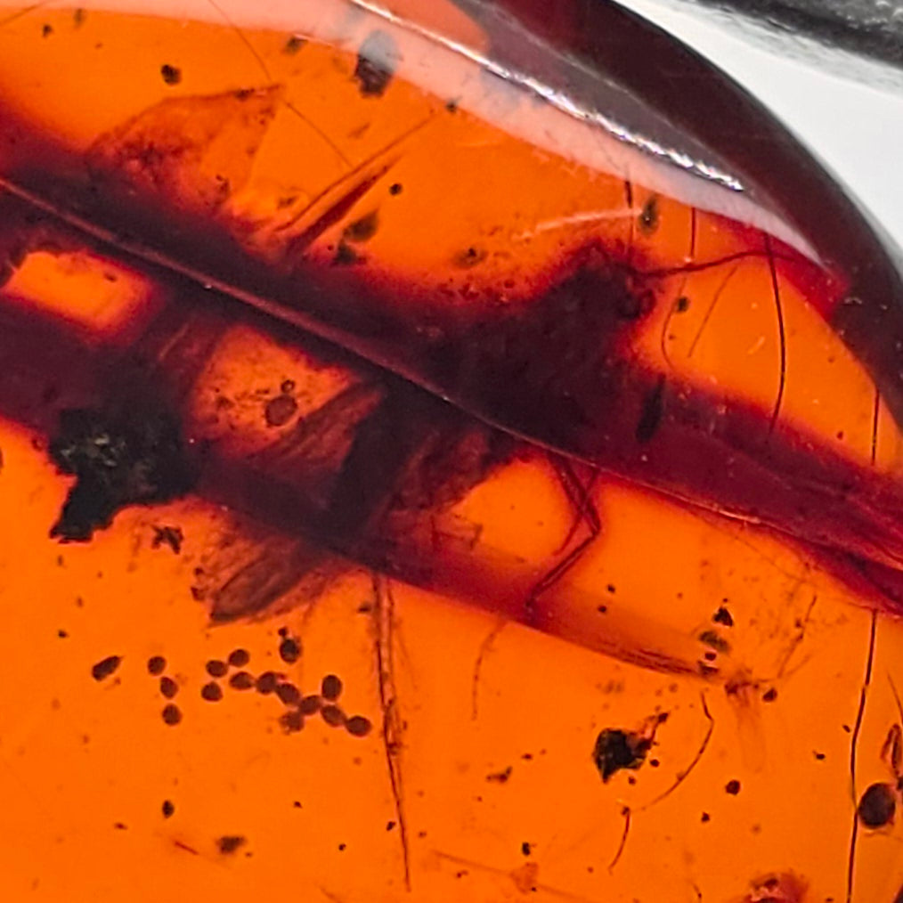 Close-up of an amber specimen containing preserved insect wings and small dark inclusions, with a glossy curved edge at the top.