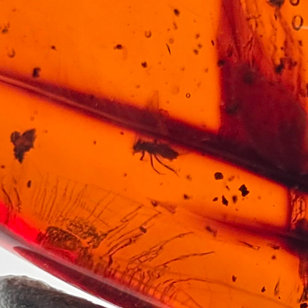 Close-up of an amber specimen showing a small insect preserved inside translucent orange-brown amber with dark inclusions and air bubbles.