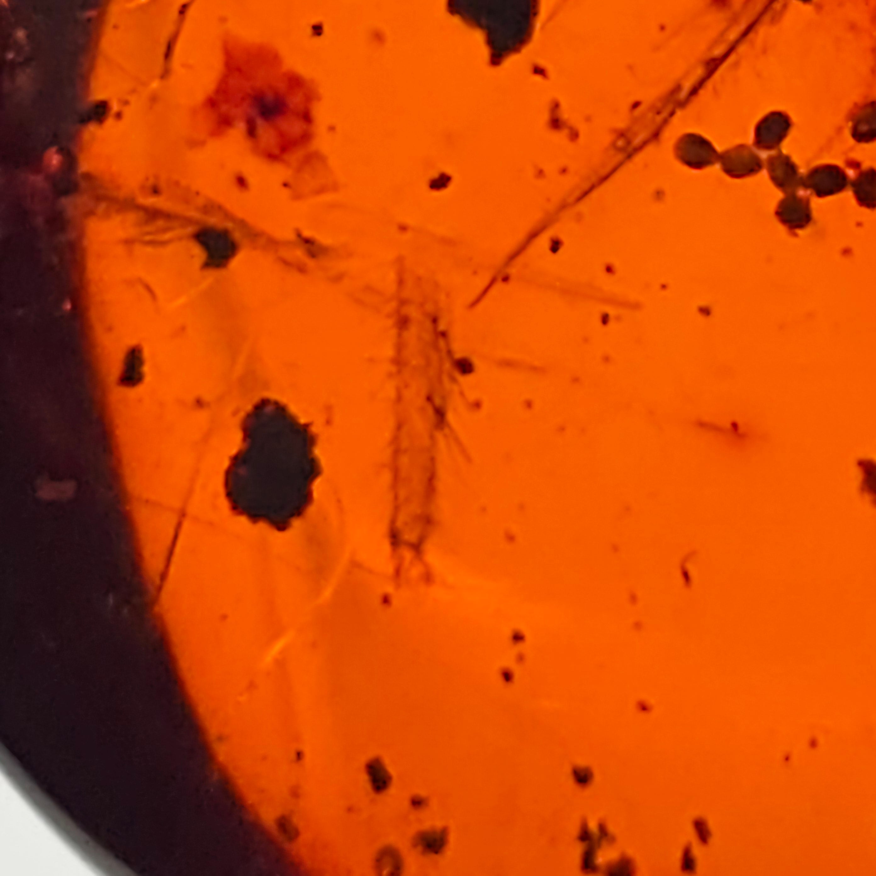 A close-up view of an orange translucent material with dark inclusions and fibers visible throughout.