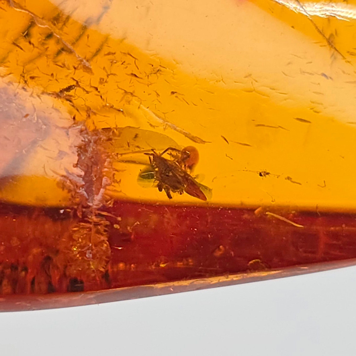 A close-up of a polished amber-like stone or resin slice showing a small trapped insect inside, with warm yellow and orange tones and a darker red band near the bottom.
