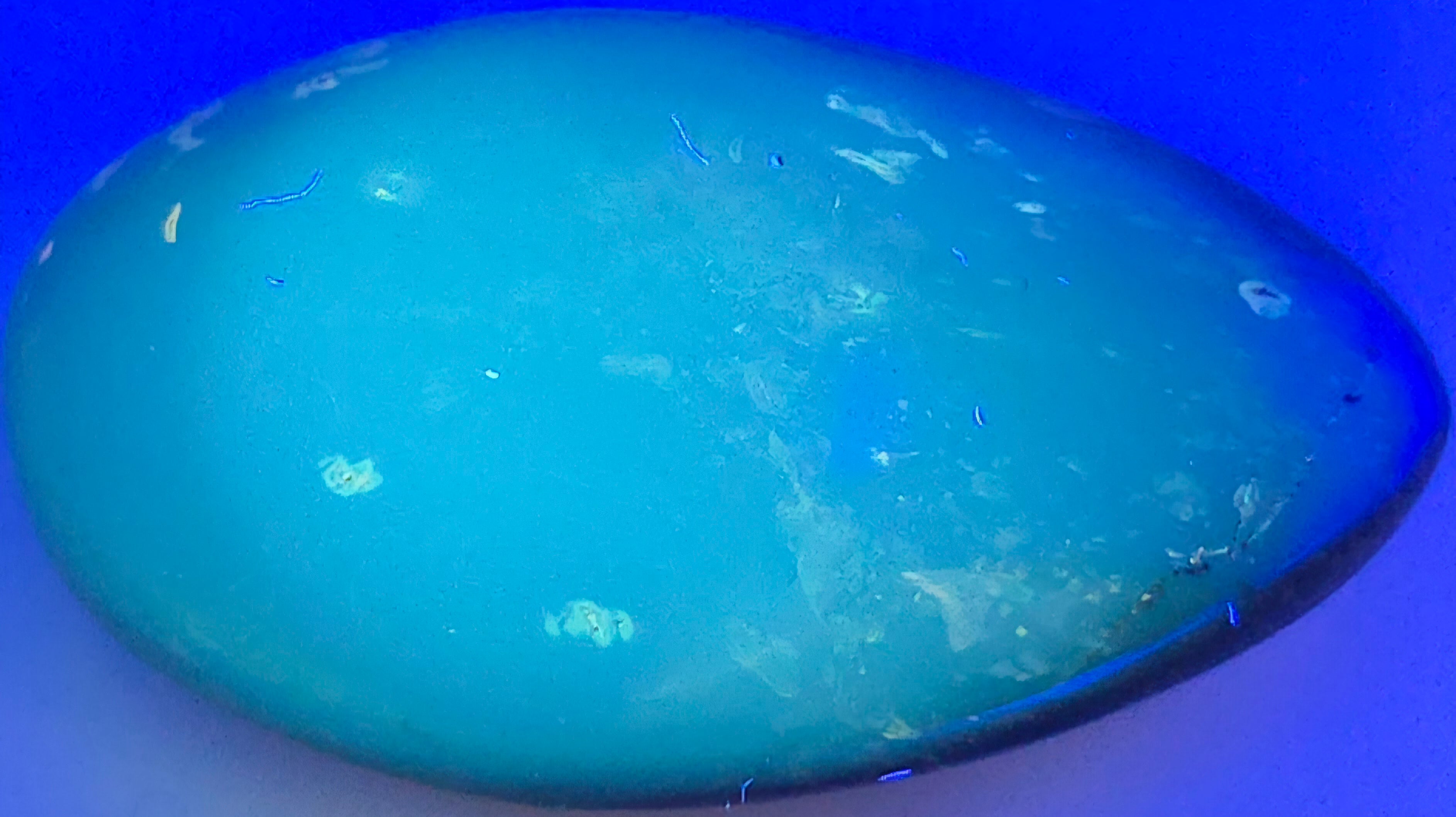 A polished teardrop-shaped cabochon gemstone uv light, showing a vibrant blue-green color with natural inclusions and white flashes.