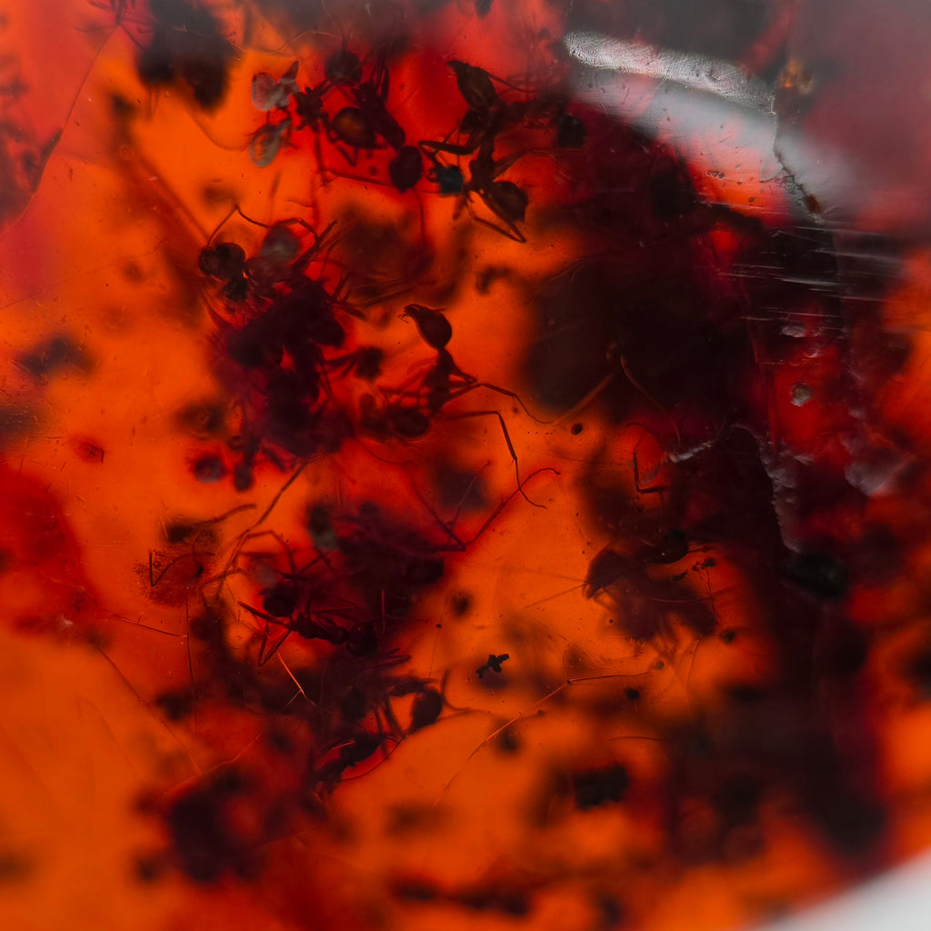 A close-up of a translucent orange-red resin or amber-like surface containing several dark insects preserved inside.