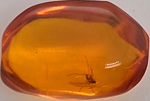 A polished orange-brown translucent nugget containing a small preserved insect inside, photographed close up against a plain light background.