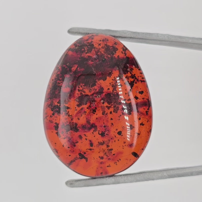 Video of orange ovoid cabochon with numerous insect inclusions in tweezers against a white background