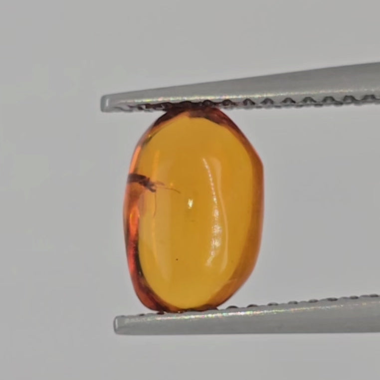 Video of a polished orange amber nugget with insect inclusion in tweezers against a light gray background